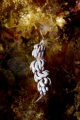 A species less often seen, Favorinus branchialis, which mainly feeds on eggs from other sea slugs. Shot using a Canon EOS 350D in Ikelite housing, Canon 100mm macro and Nikonos SB-105 strobe 